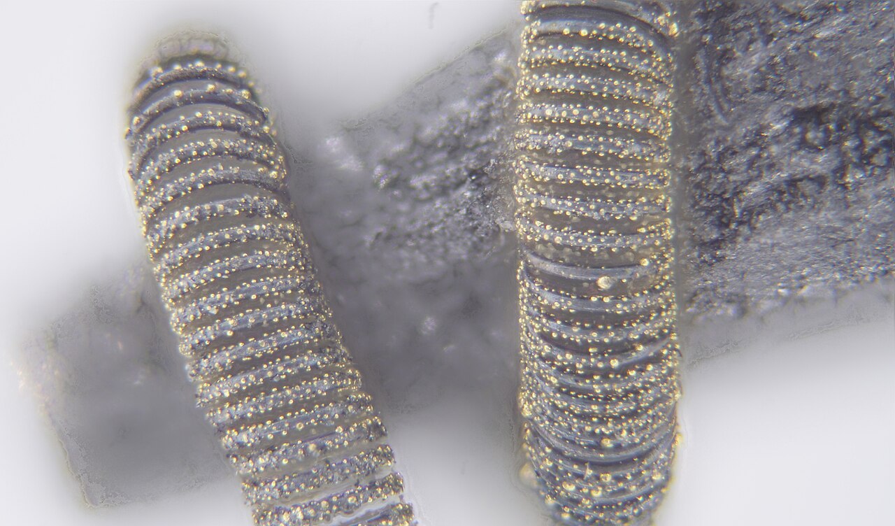 Tungsten